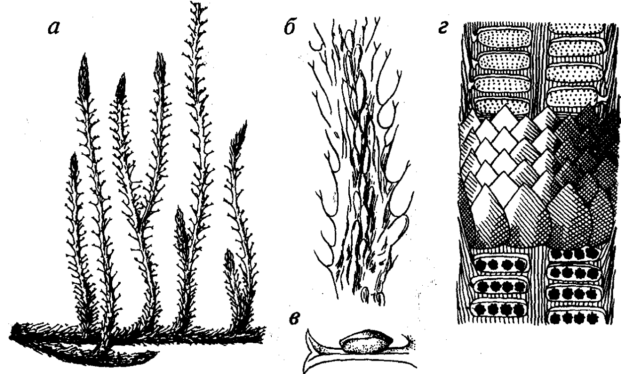 Плаун булавовидный (Lycopodium clavatum)