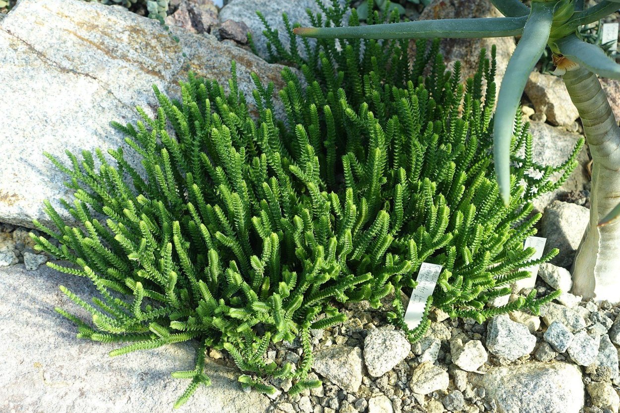 Хвощ полевой летний побег и весенний побег