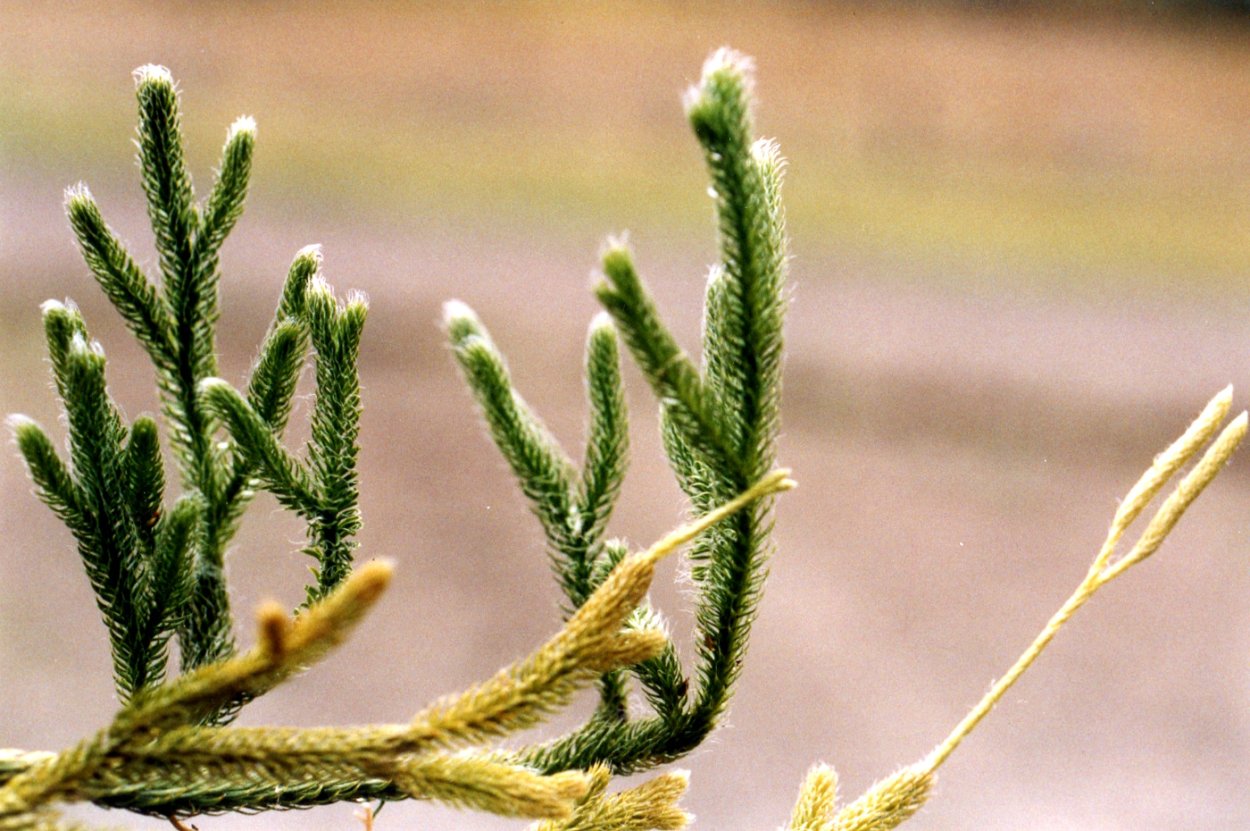 Толстянка плауновидная