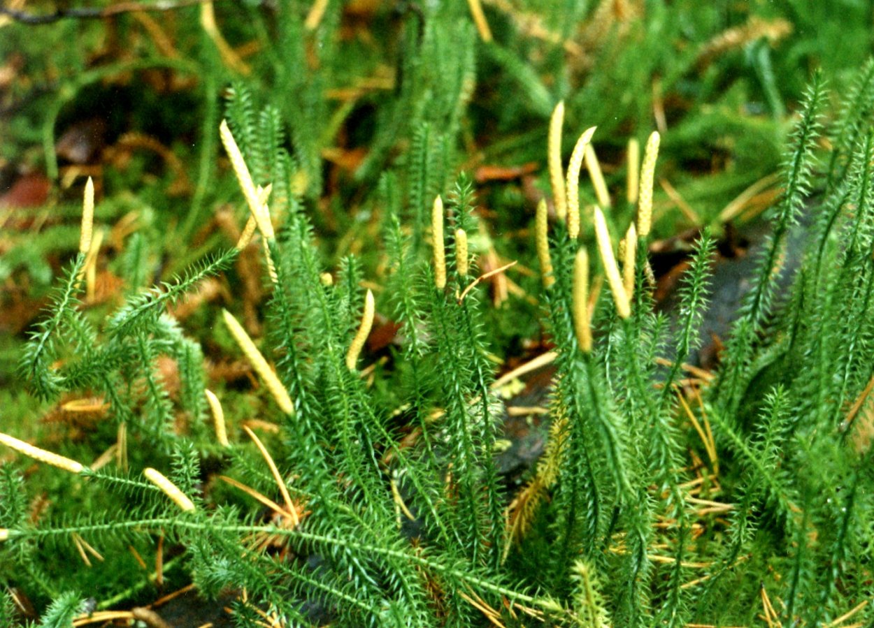 Плаун годичный (Lycopodium annotinum)