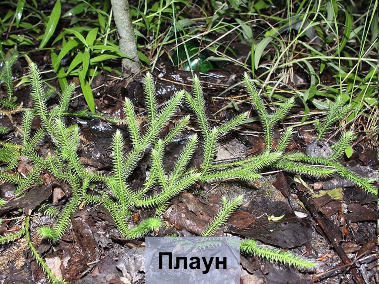 Вечнозелёное растение плаун