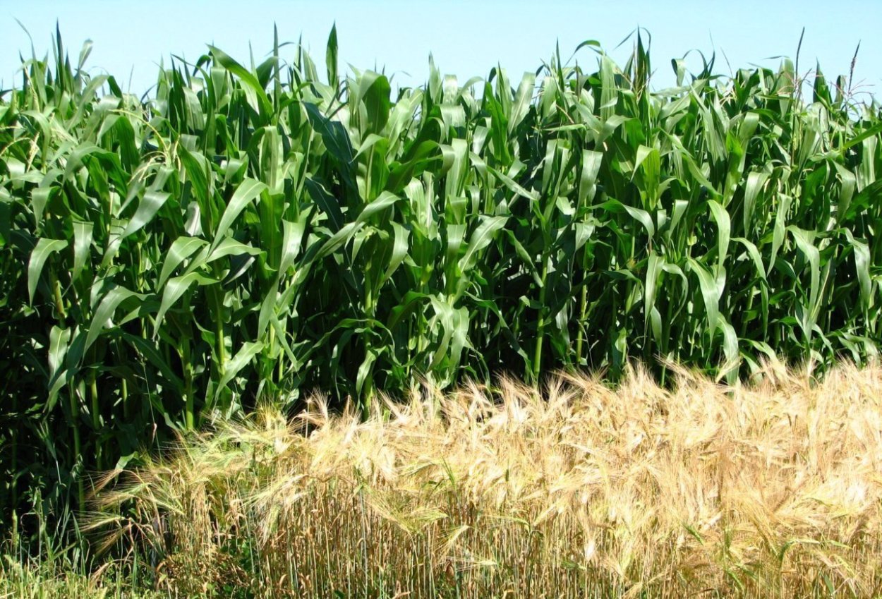 Севооборот подсолнечник кукуруза