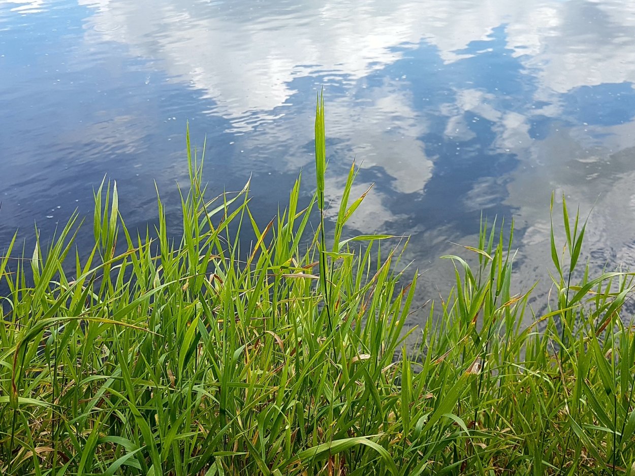 Камыши фото на воде