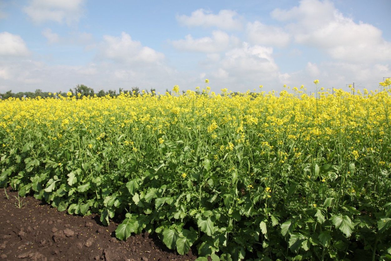 Культурные растения