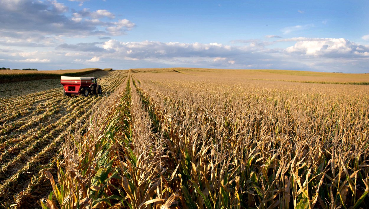 Гороховые поля Краснодарский край