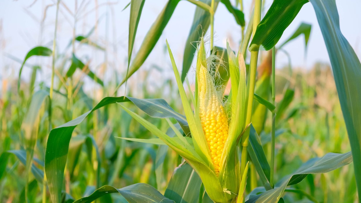 Кукуруза цветение початка
