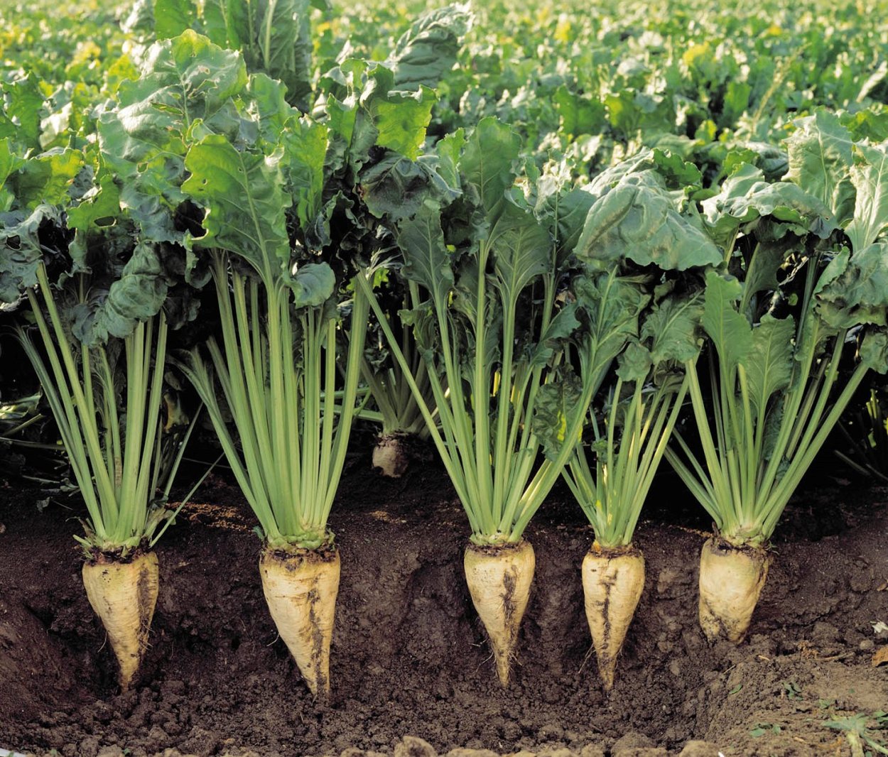 Разнообразие культурных растений