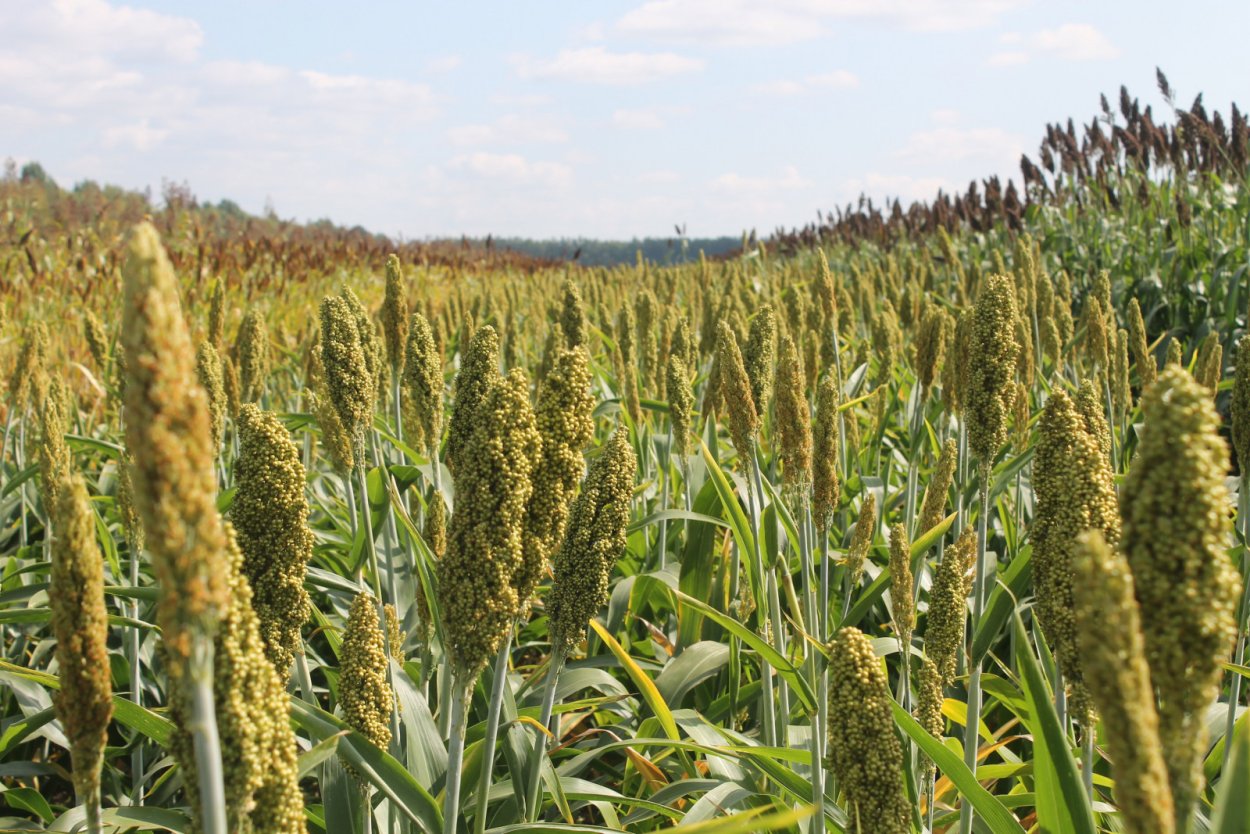 Кукуруза обыкновенная (Маис)