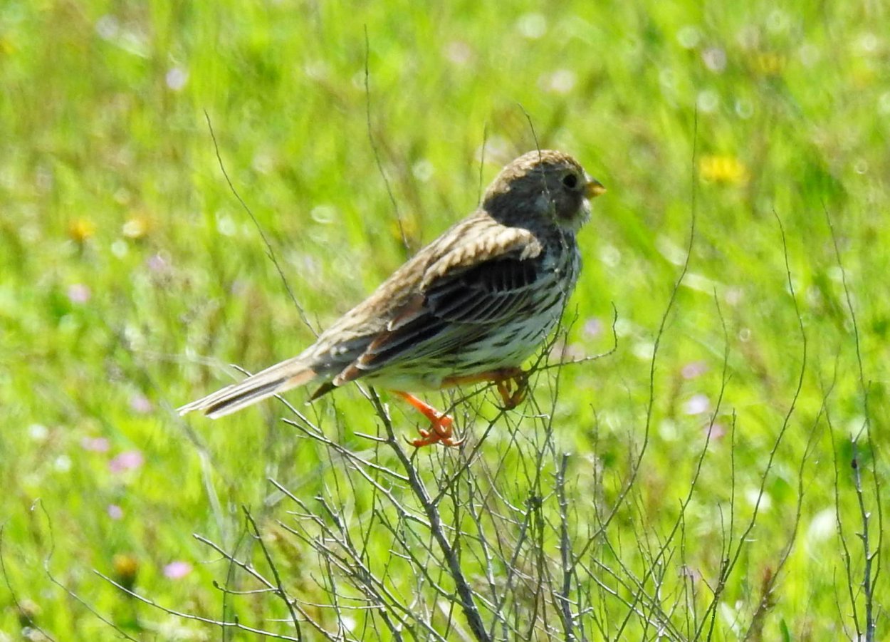 Птица Просянка фото и описание