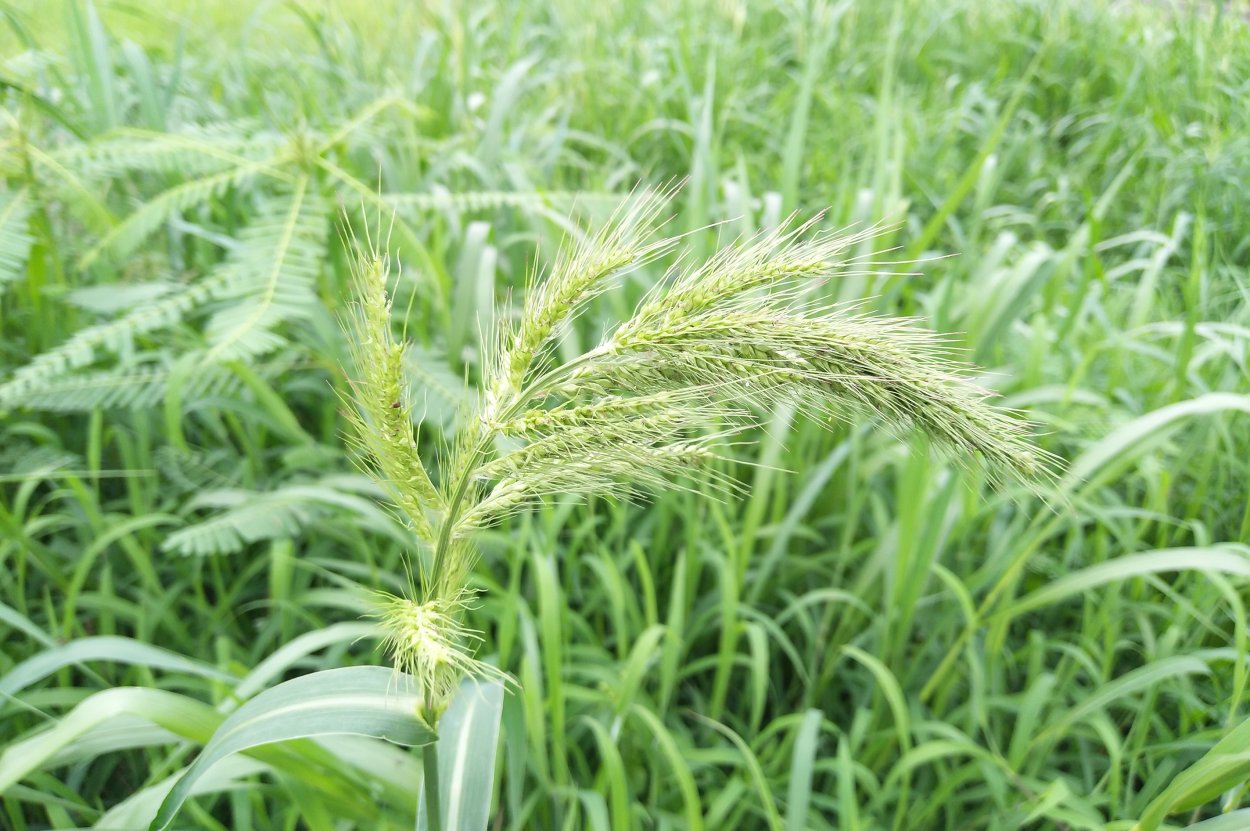 Ежовник петушье просо