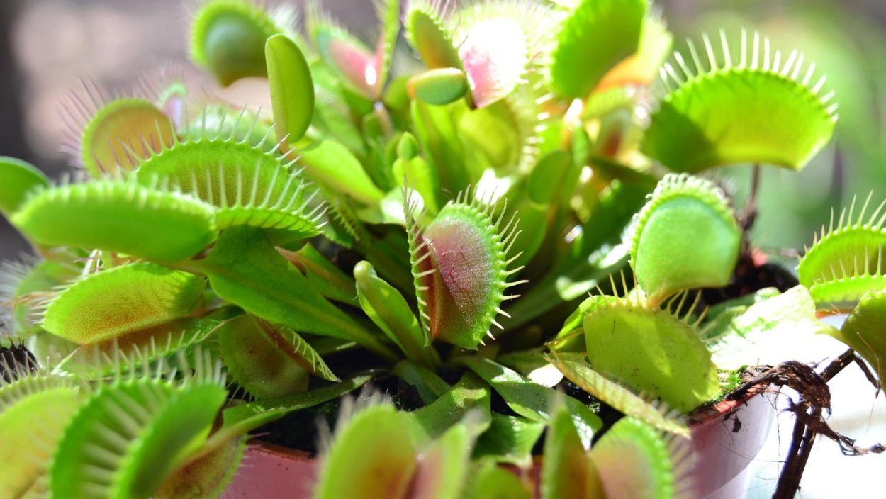 Чумиза синегпльское просо