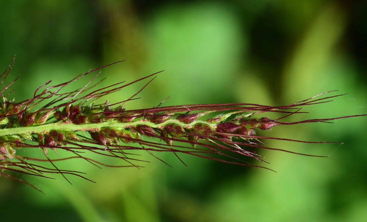 Echinochloa Crus-Galli