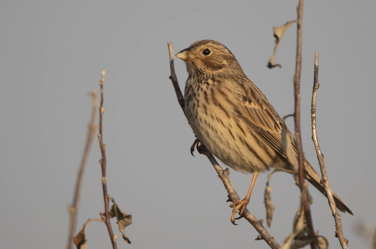 Вейник Луговой семена