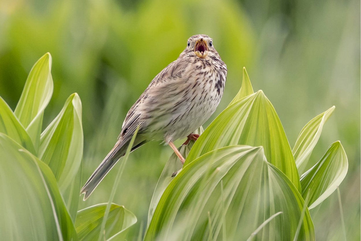 Тростник Южный phragmites Australis