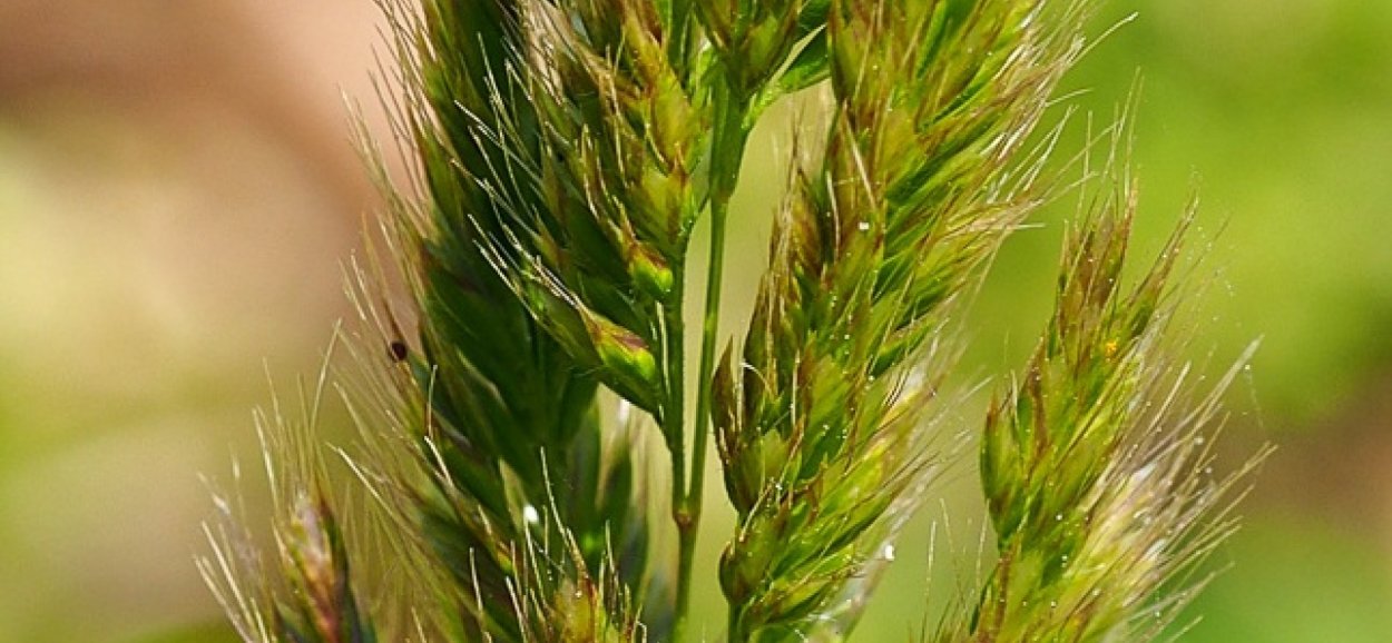 Пырей ползучий сорняк