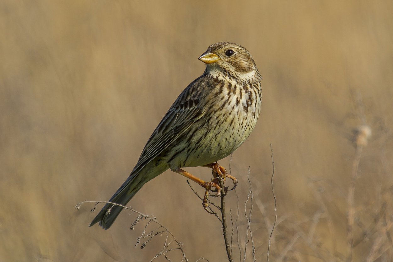 Ежовник крестьянский