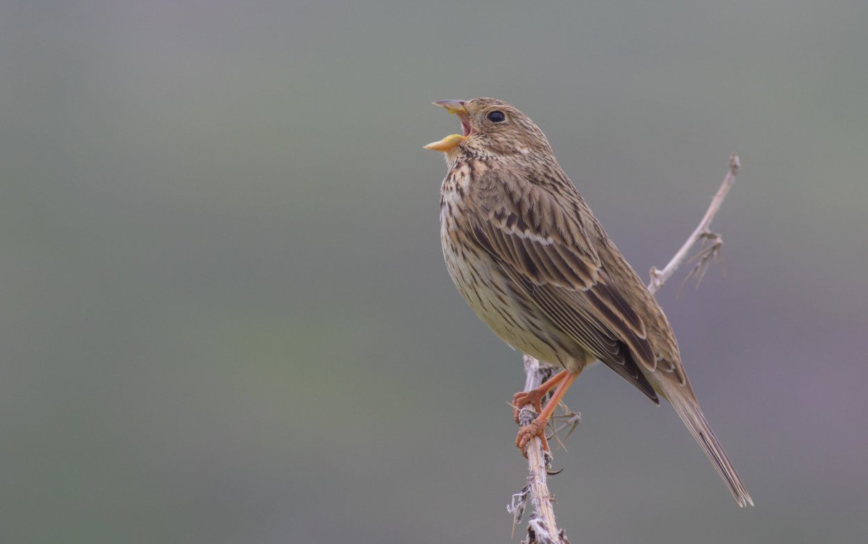 Мятлик Луговой