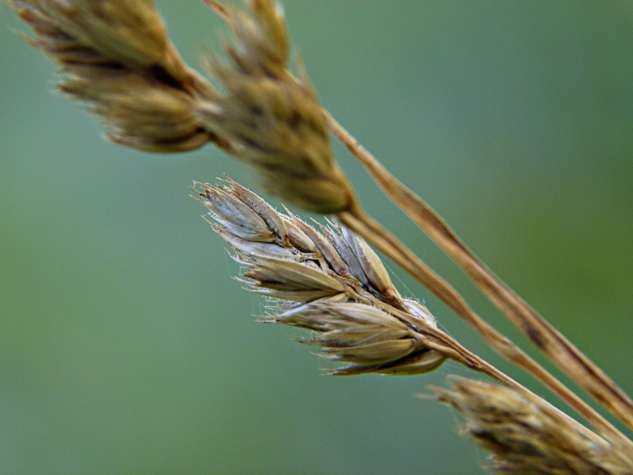 Ежовник куриное просо