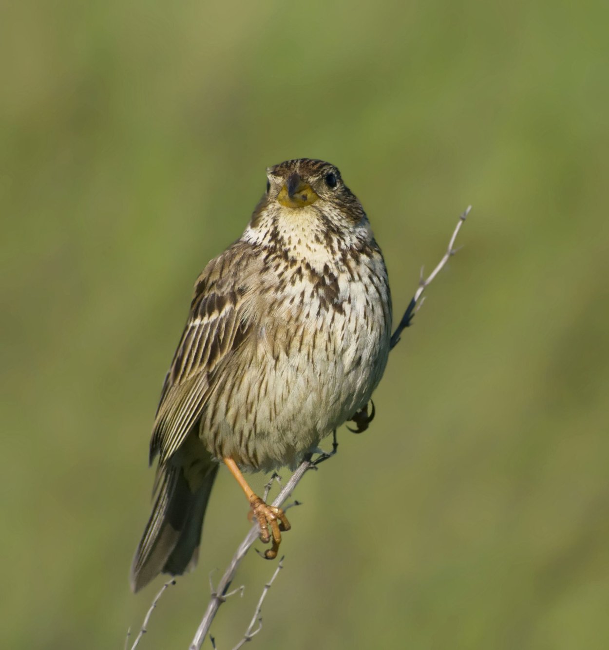 Петушье просо сорняк