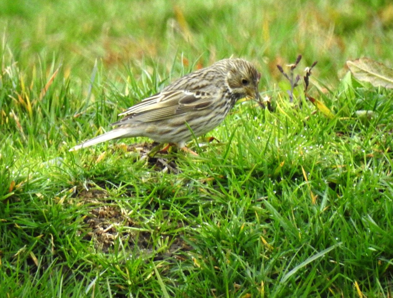 Ежовник петушье просо
