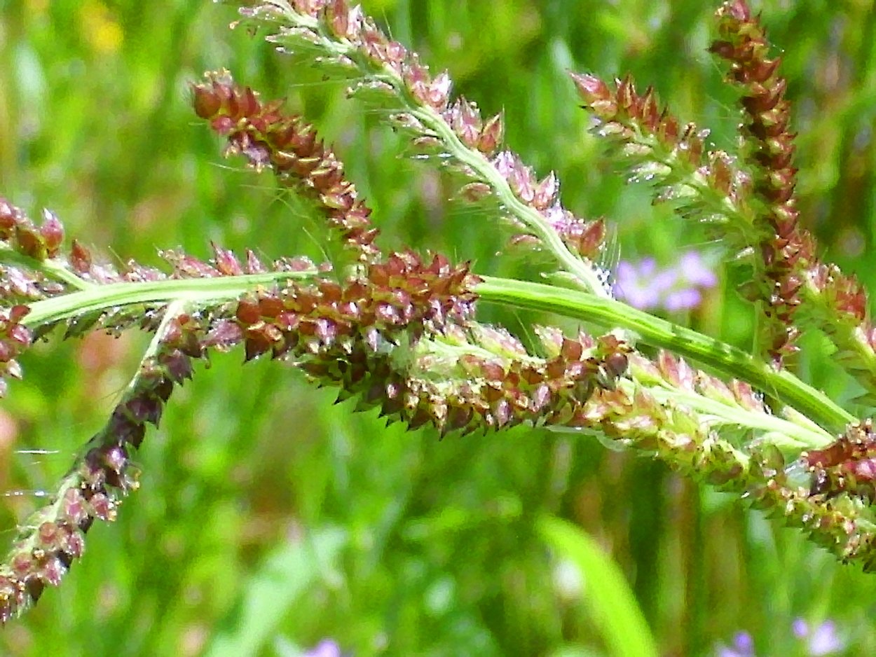 Просянка птица