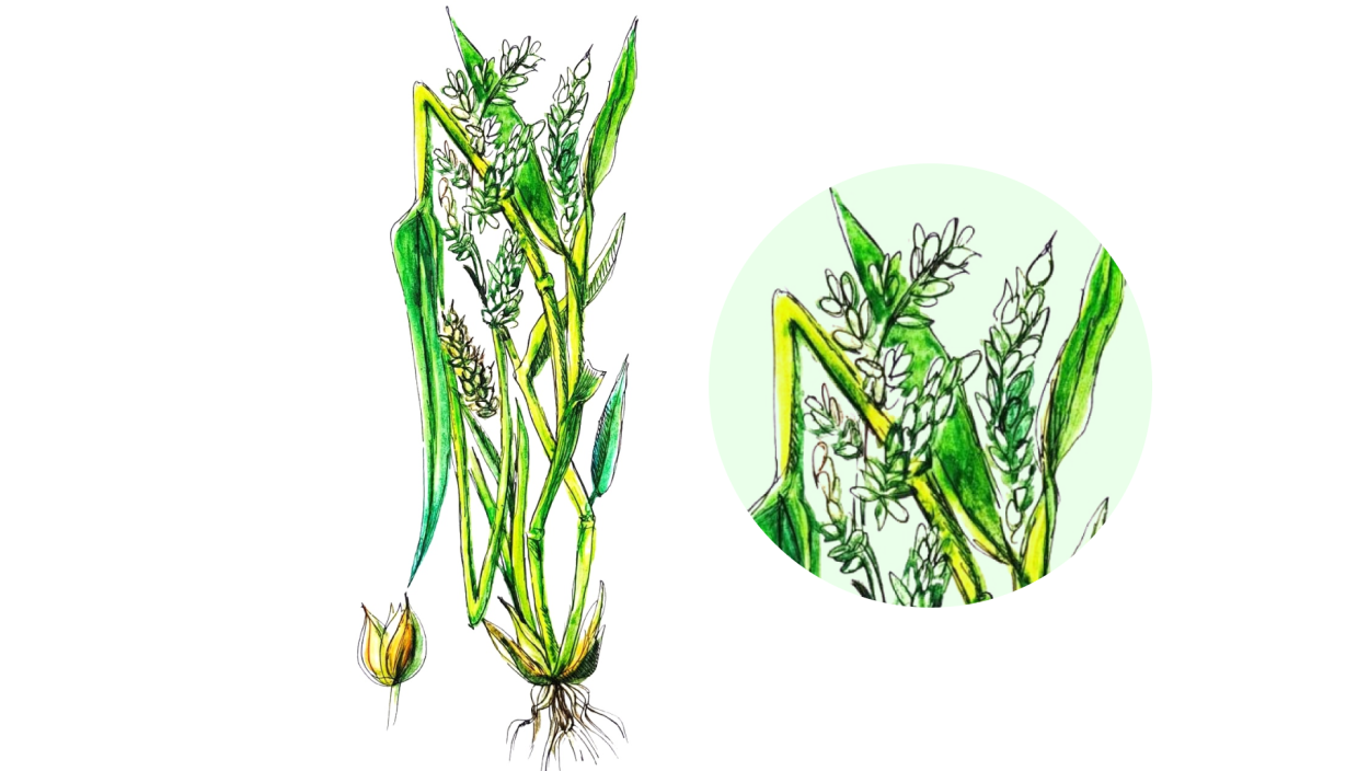 Мятлик Луговой