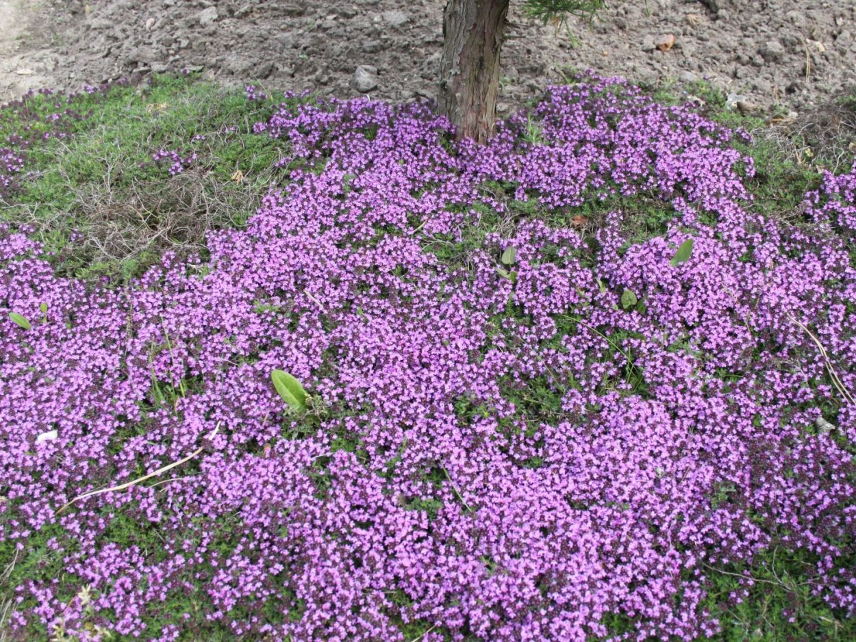 Тимьян ползучий (Thymus serpyllum)