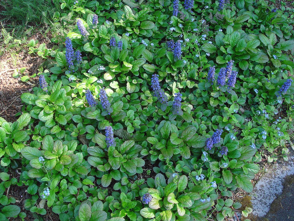 Живучка Розеа