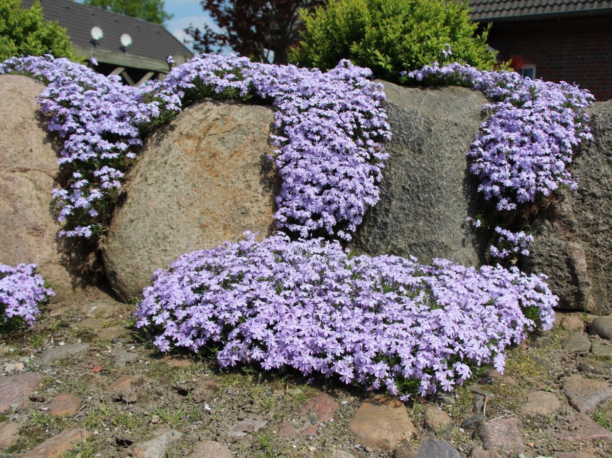 Флокс шиловидный почвопокровный