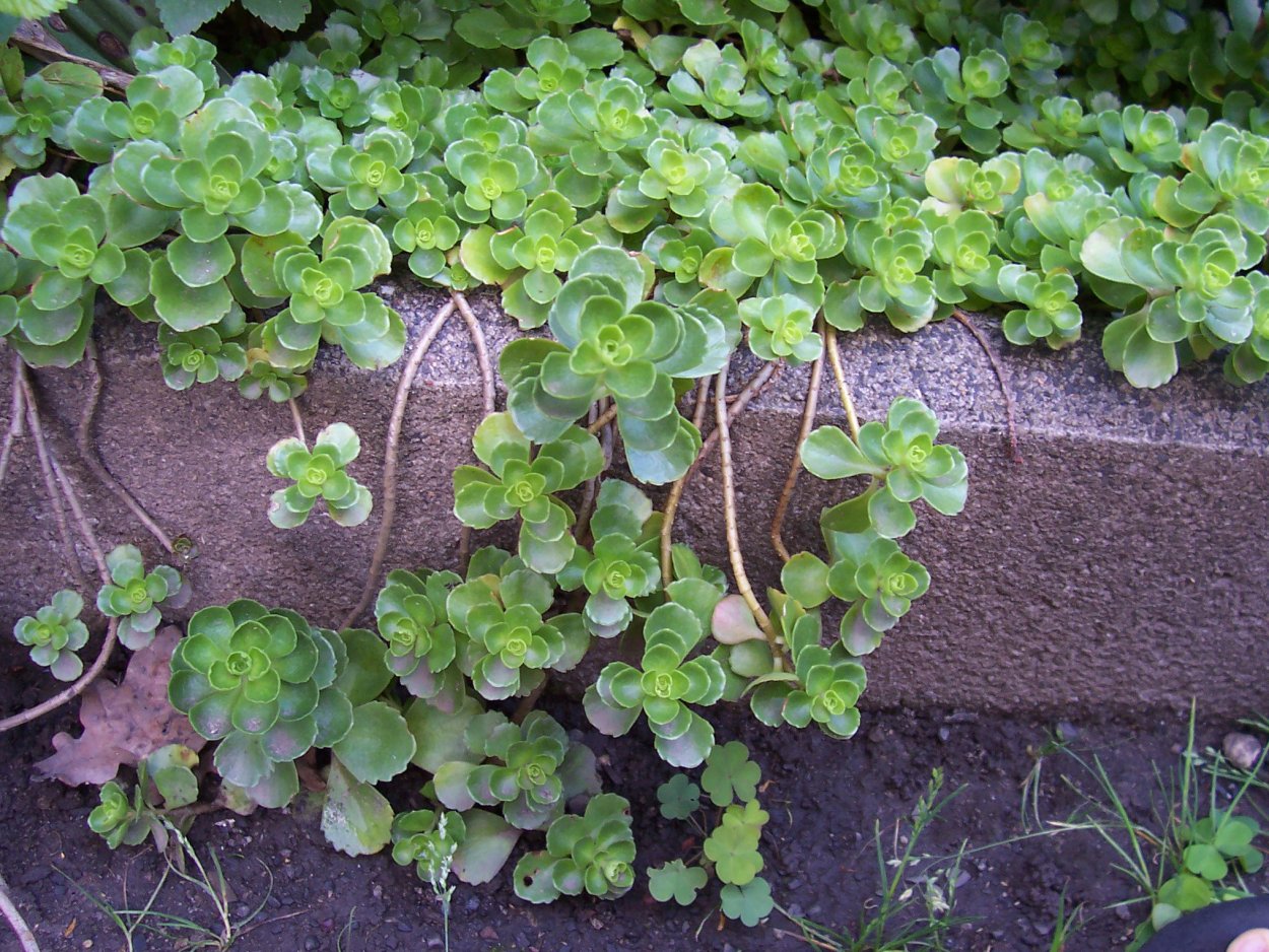 Очиток альбум супербум