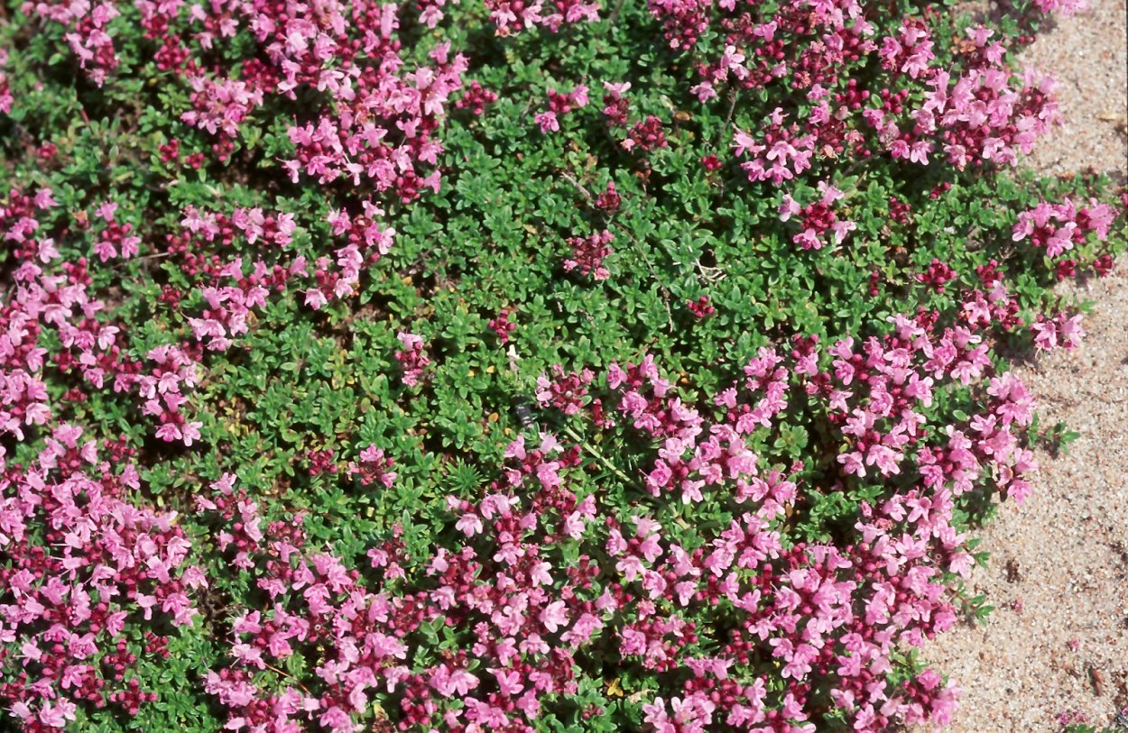 Thymus serpyllum
