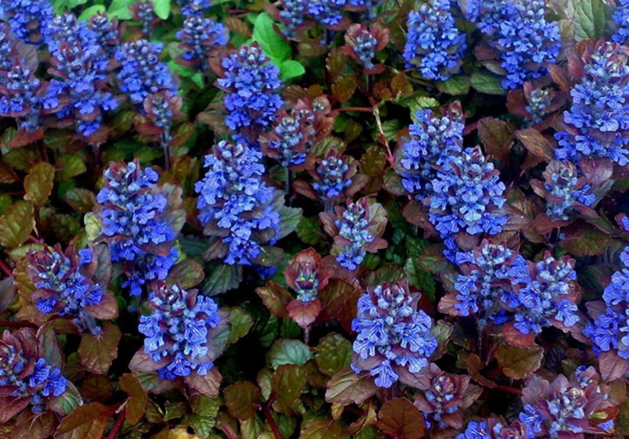 Живучка ползучая