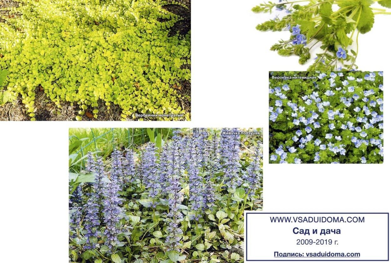 Ясколка и живучка