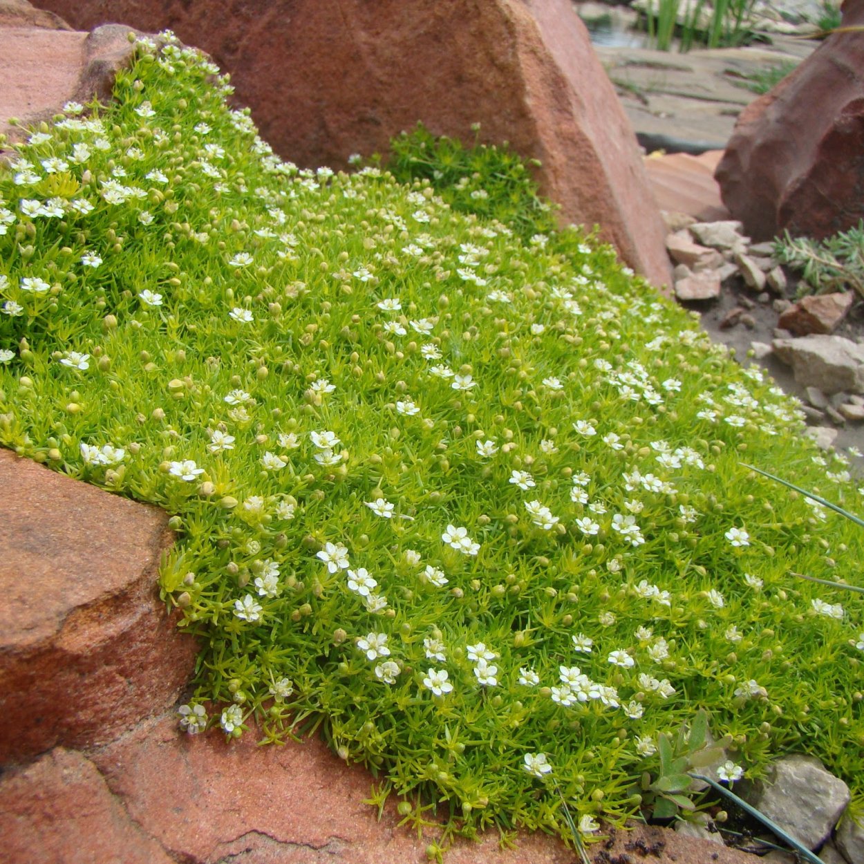 Мшанка шиловидная sagina subulata