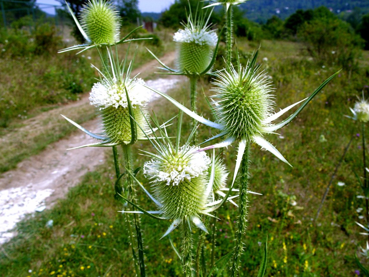 Манжетка городковатая(Alchemilla subcrenata)