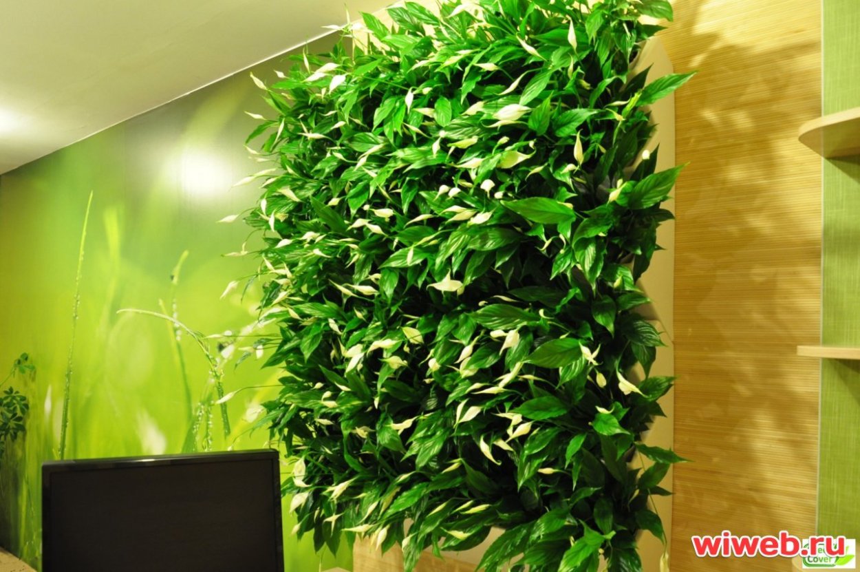 Сциндапсус фитостена