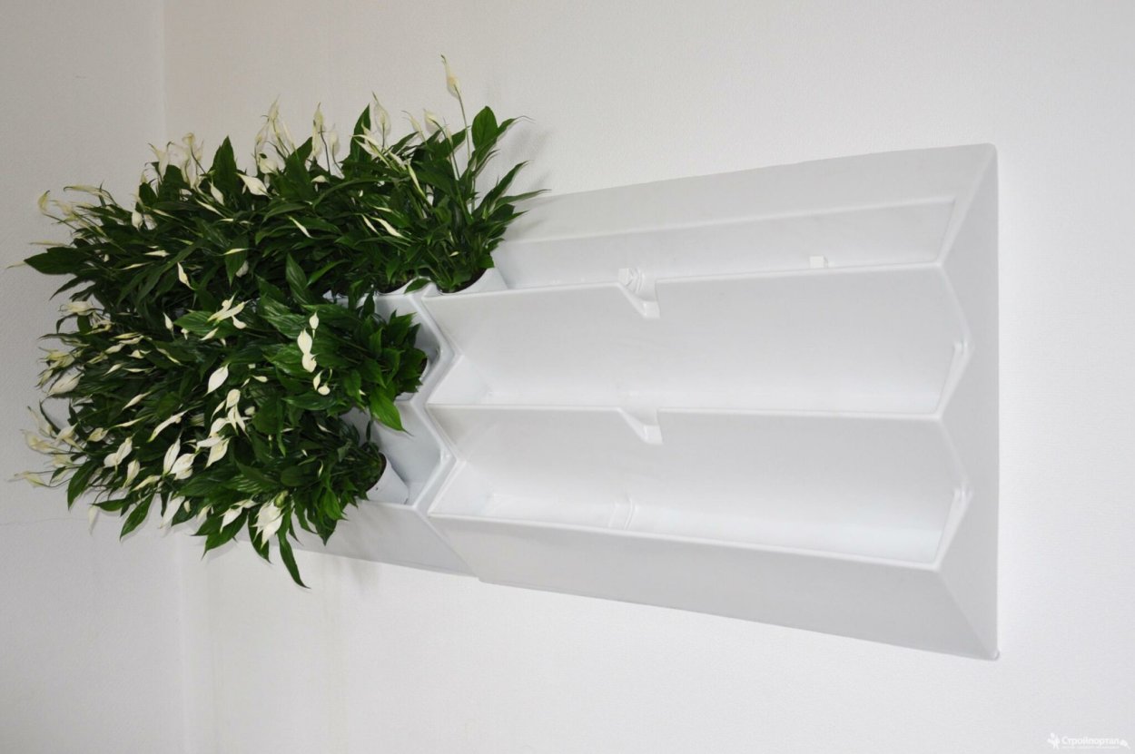 Фитостена самшит