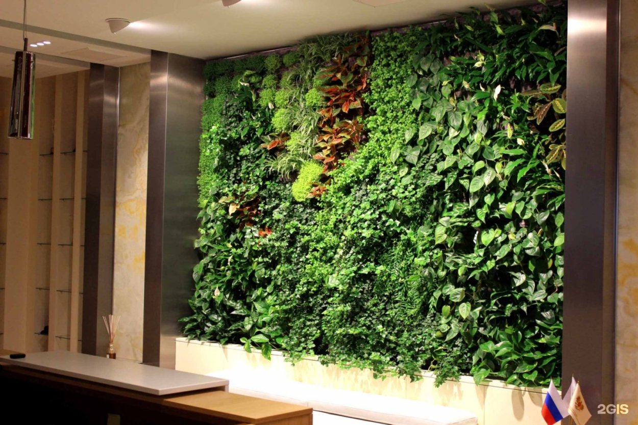 Спатифиллум фитостена