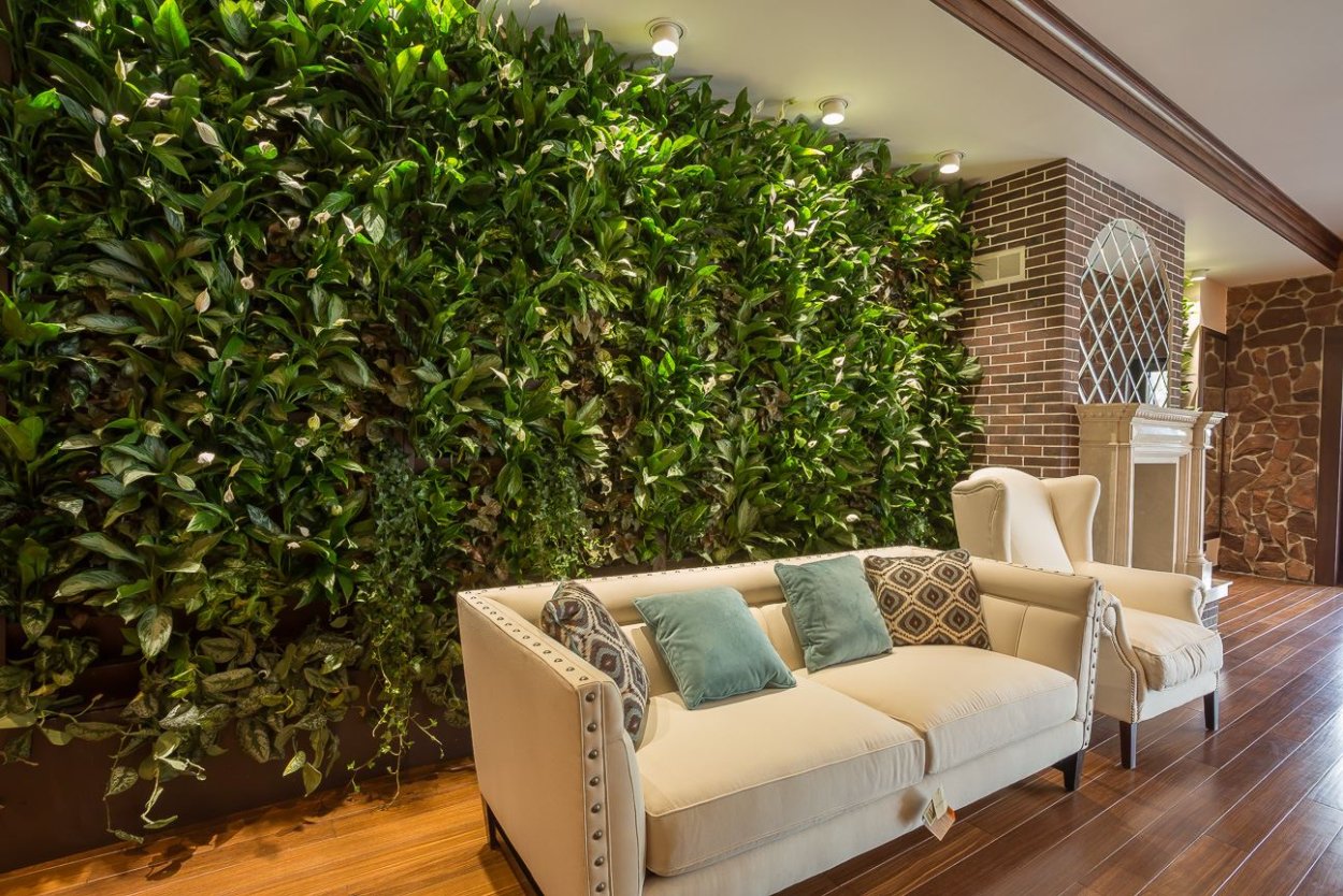 Хлорофитум фитостена