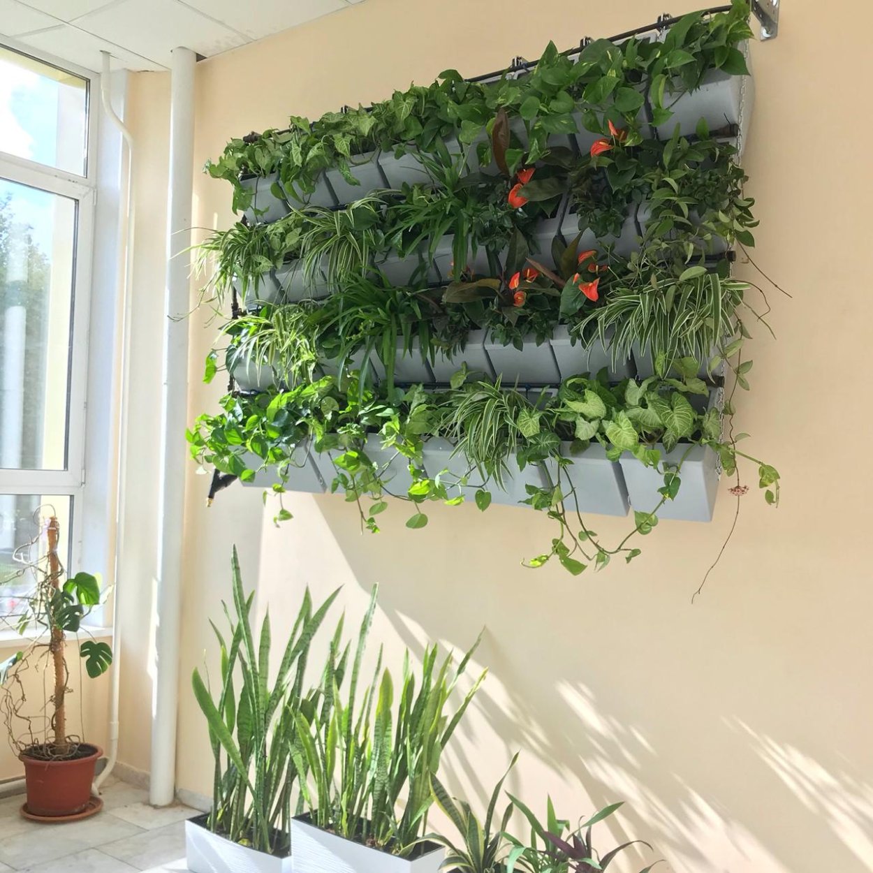 Фитомодуль зеленой стены