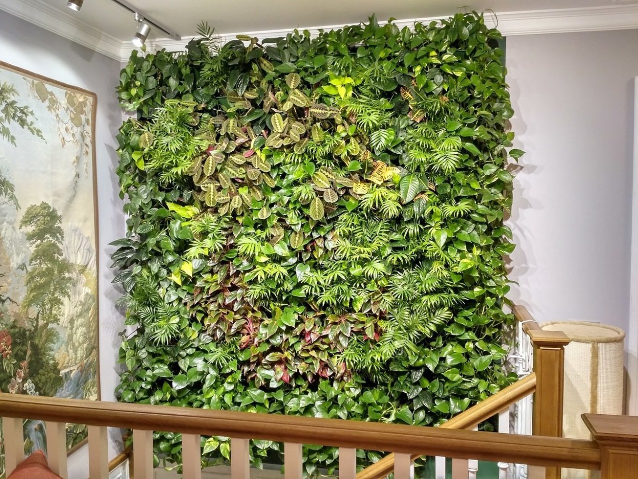 Сциндапсус фитостена