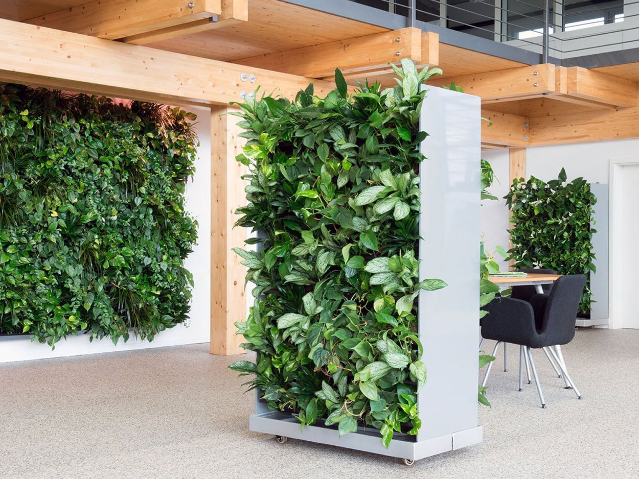 Фитостена Эпипремнум