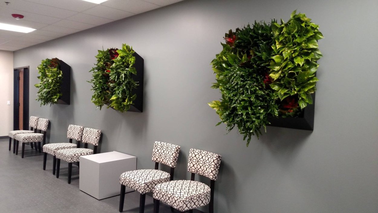 Лиана Грин вертикальное Озеленение