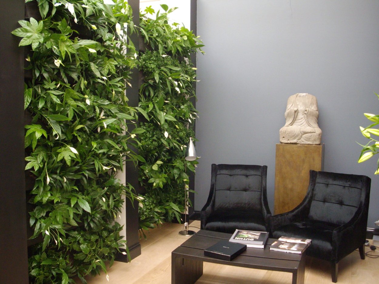 Спатифиллум фитостена