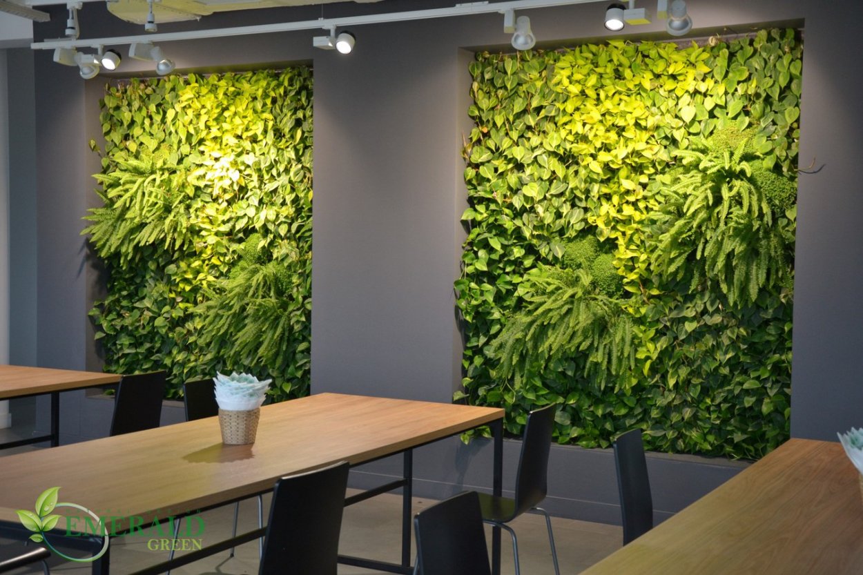 Сциндапсус фитостена