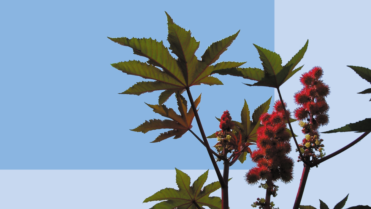 Клещевина Бурбонская