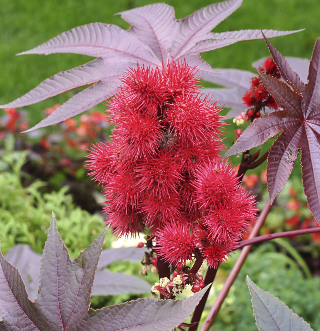 Клещевина райское дерево