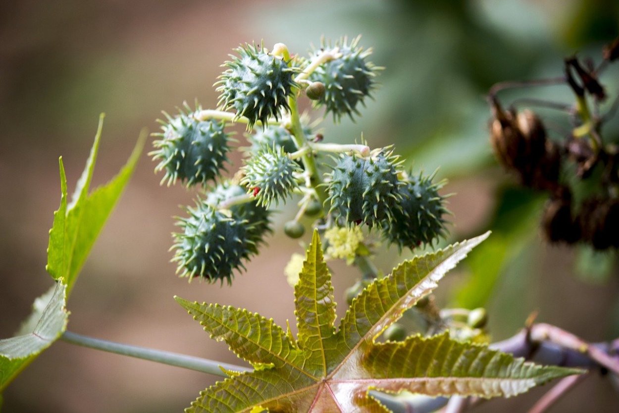 Клещевина Ricinus communis