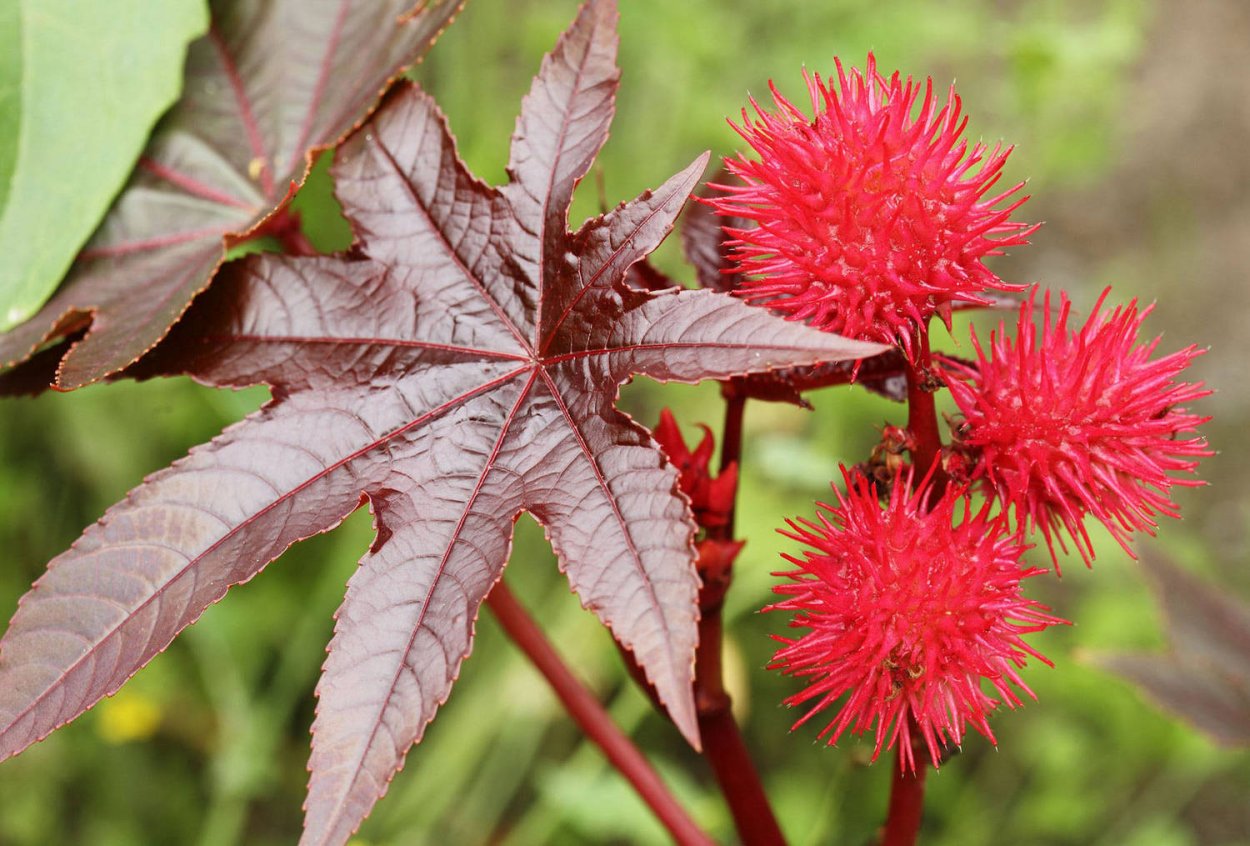 Клещевина Ricinus communis
