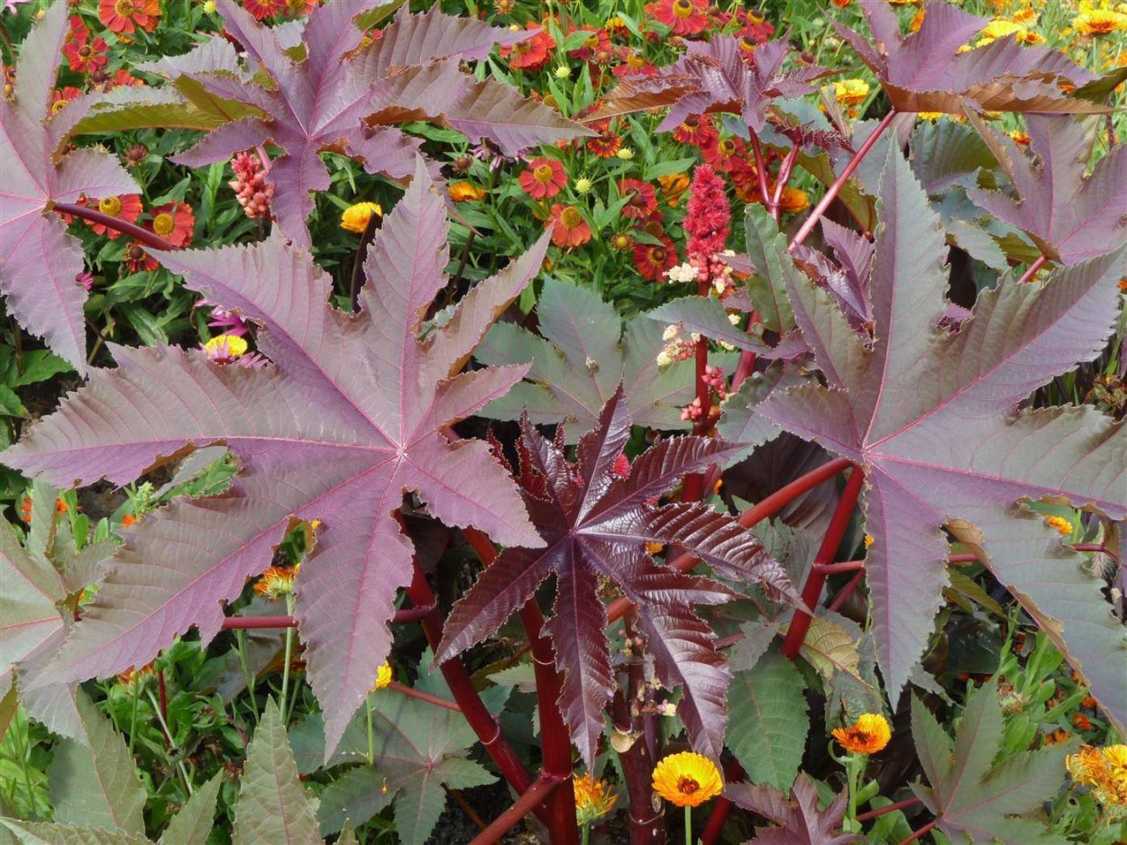 Клещевина Импала